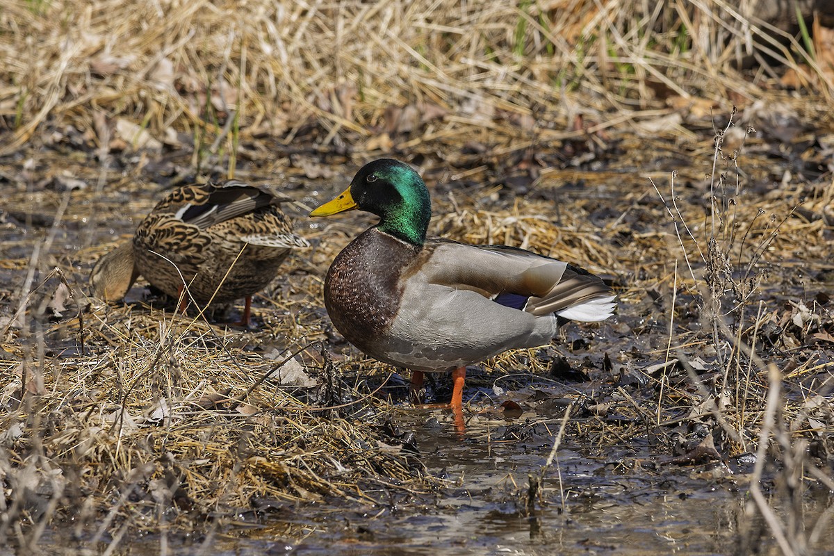 Stockente - ML633345988