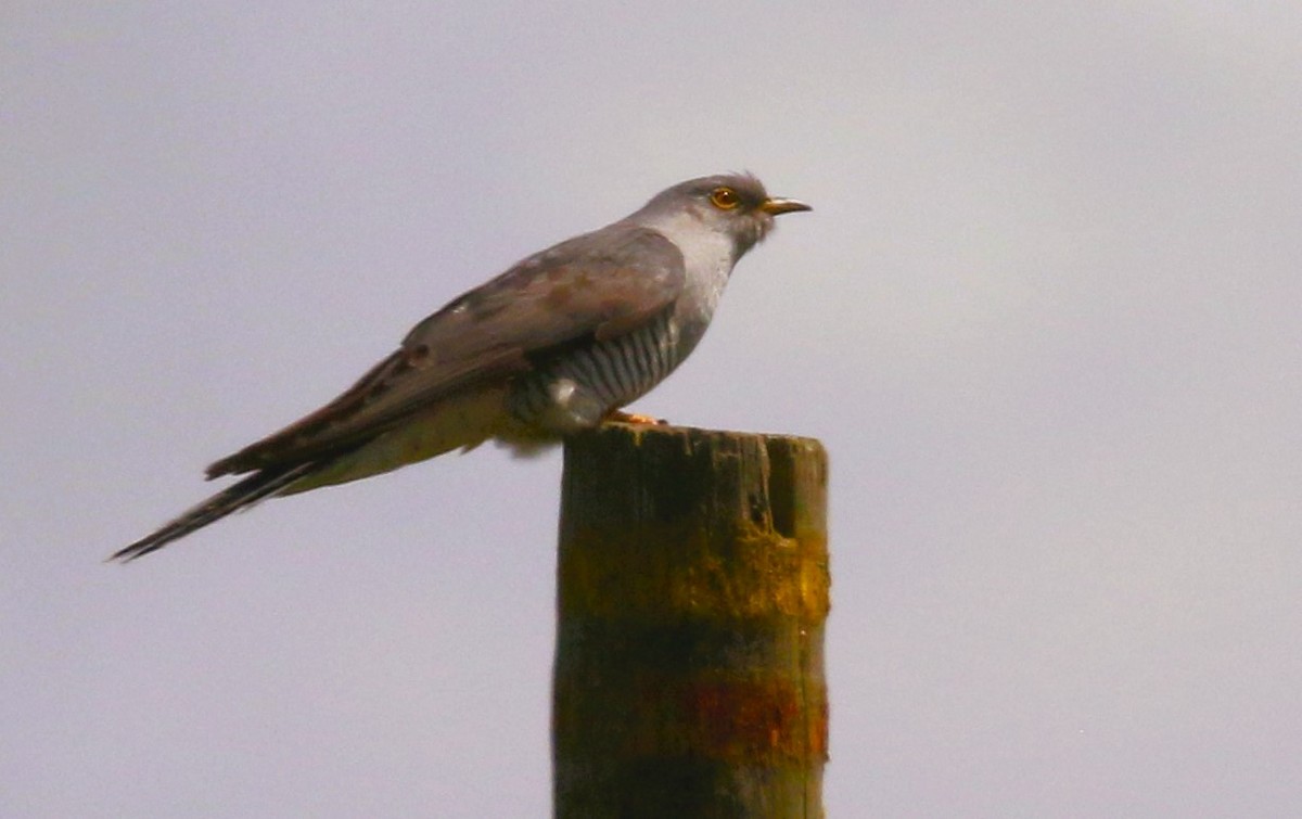 Common Cuckoo - ML633346000