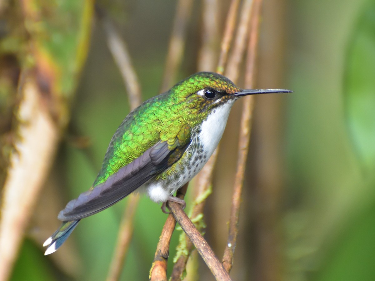 Grünscheitel-Flaggensylphe - ML633346035