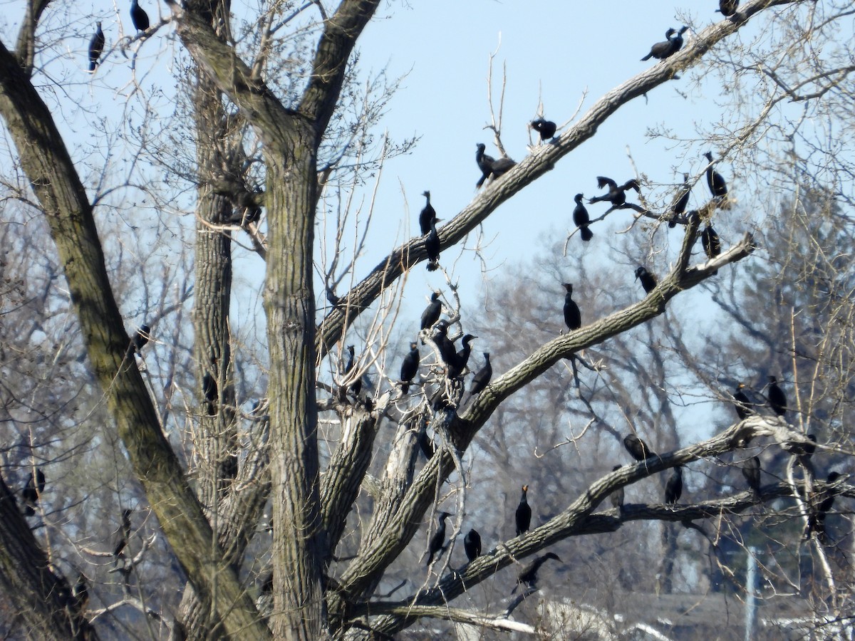 Double-crested Cormorant - ML633346091