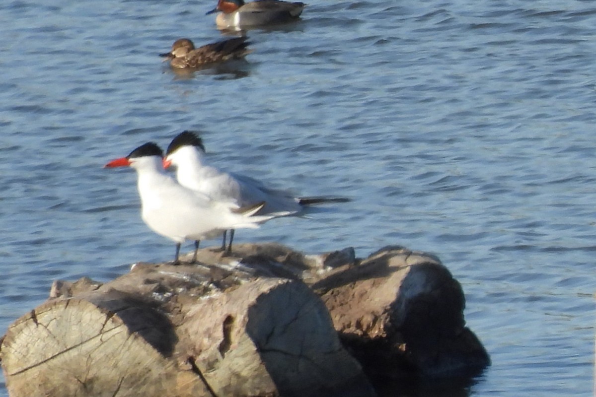 Caspian Tern - ML633346133