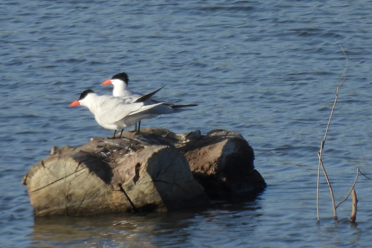 Caspian Tern - ML633346134