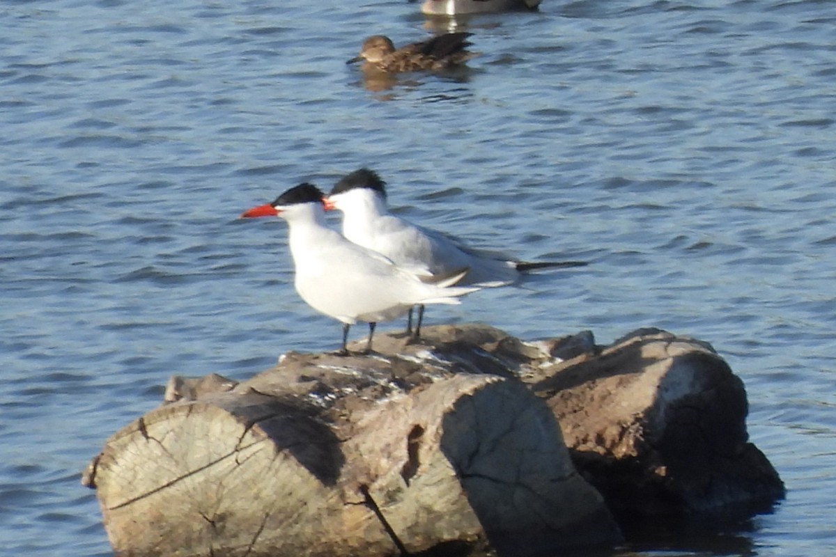 Caspian Tern - ML633346135
