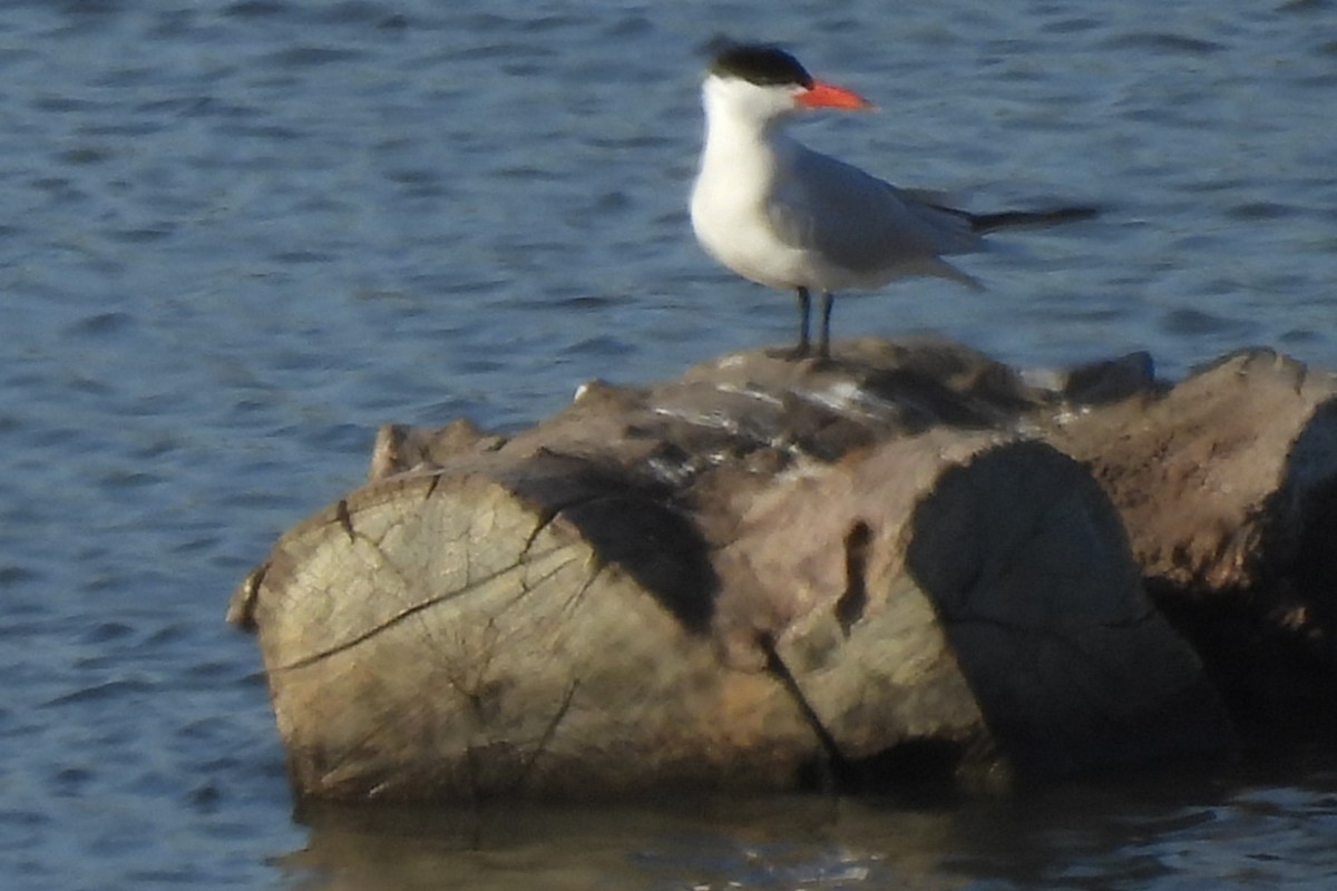 Caspian Tern - ML633346136