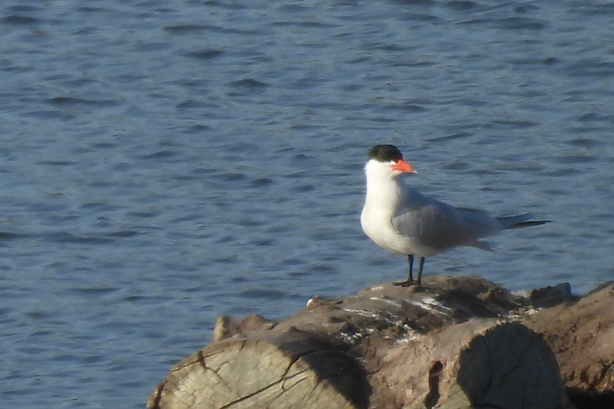 Caspian Tern - ML633346137