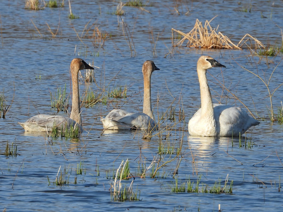 Trumpeter Swan - ML633346493