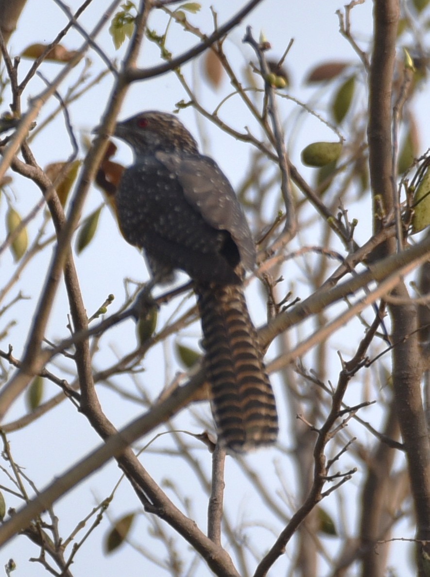 kukačka koel - ML633346498