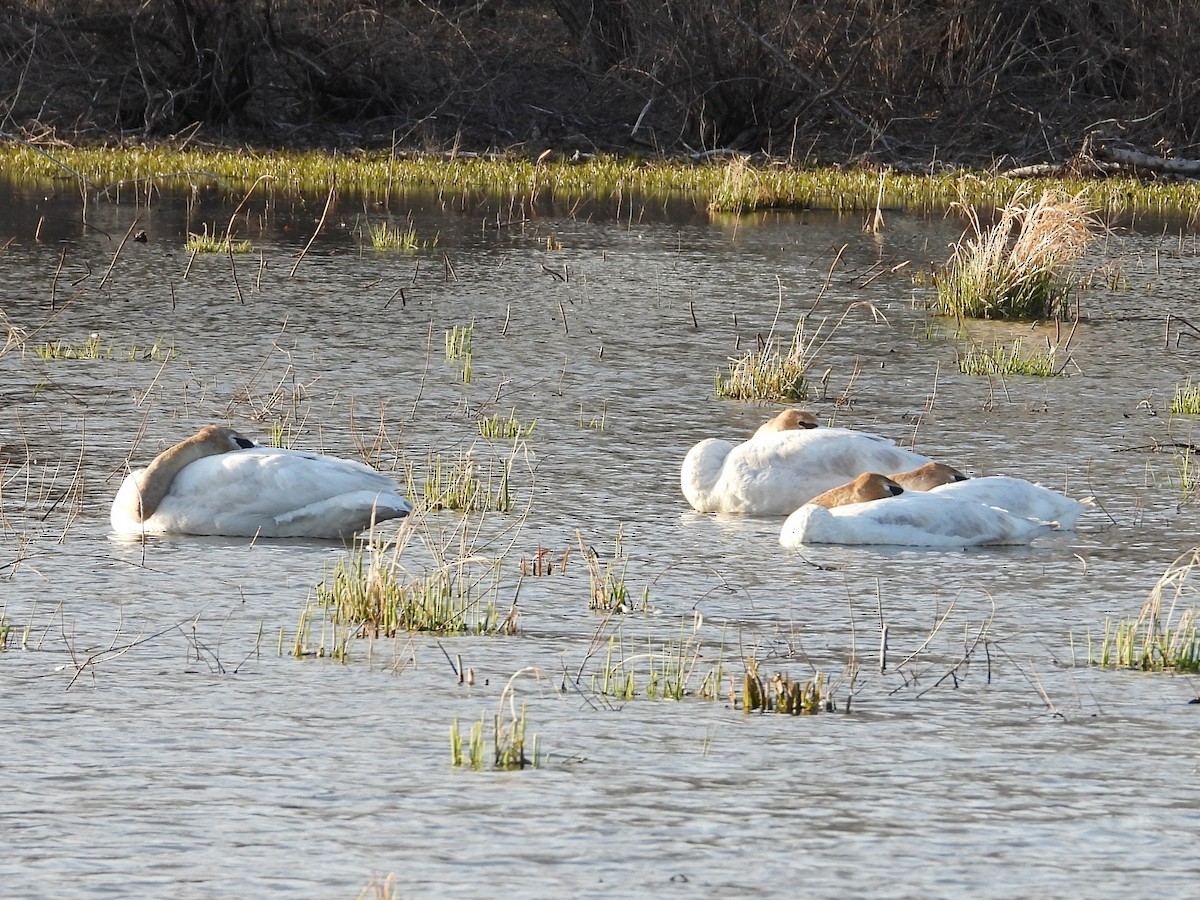 Trumpeter Swan - ML633346534