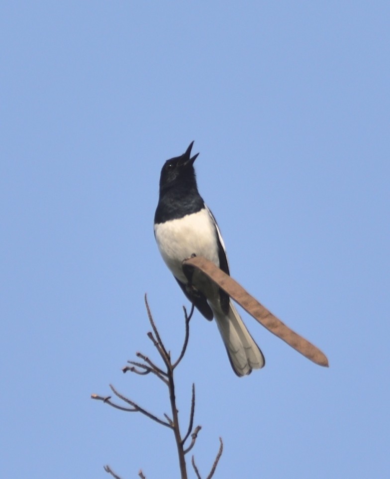 Oriental Magpie-Robin - ML633346566