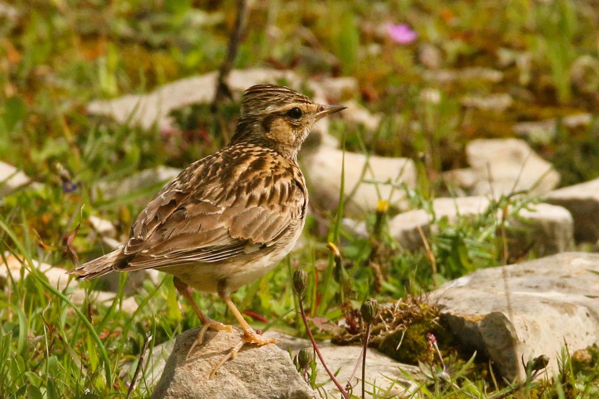 Wood Lark - ML633346668