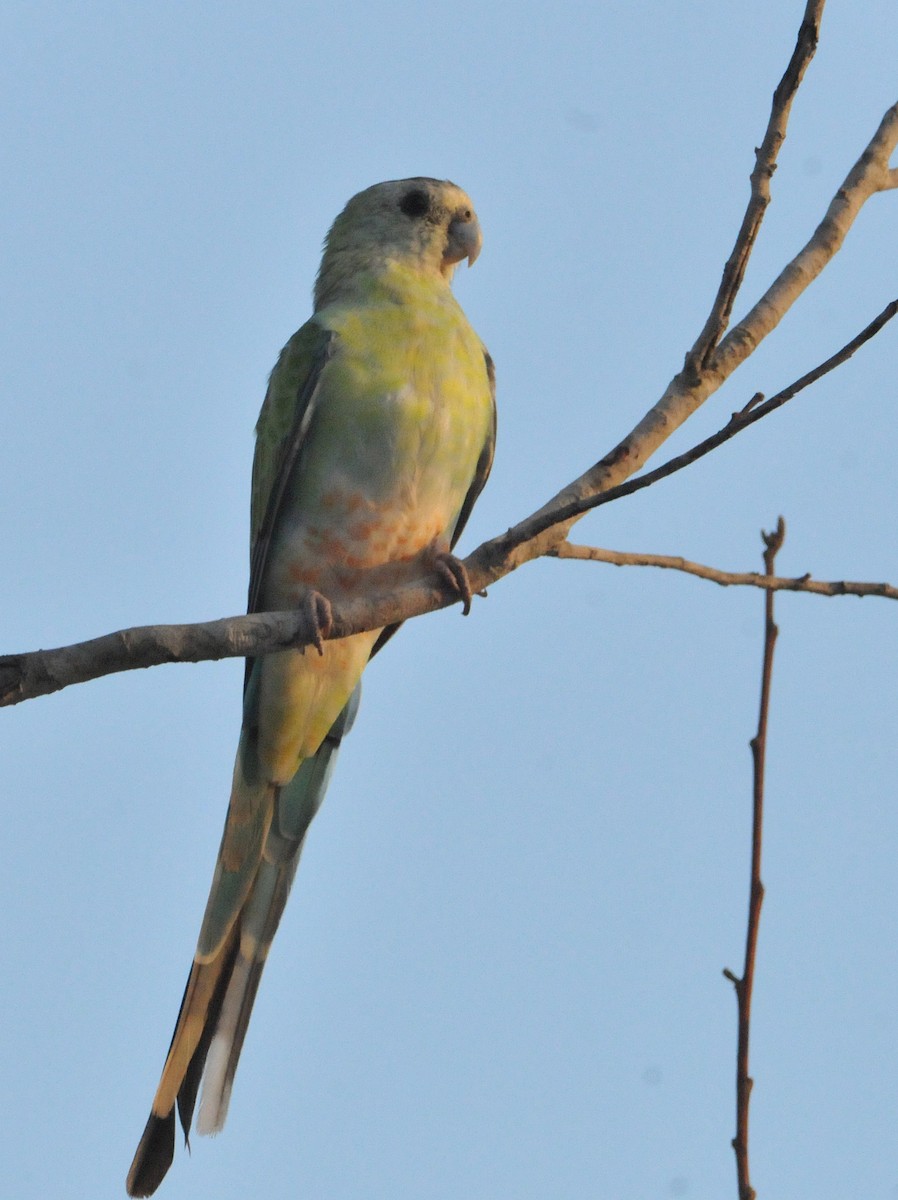 Golden-shouldered Parrot - ML633346852