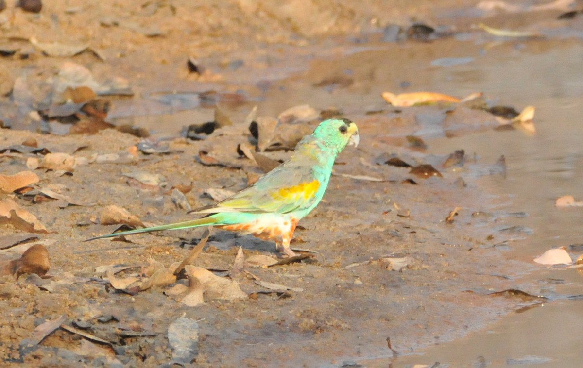 Golden-shouldered Parrot - ML633346854