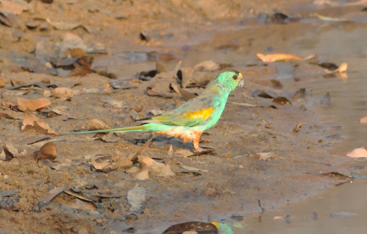 Golden-shouldered Parrot - ML633346855