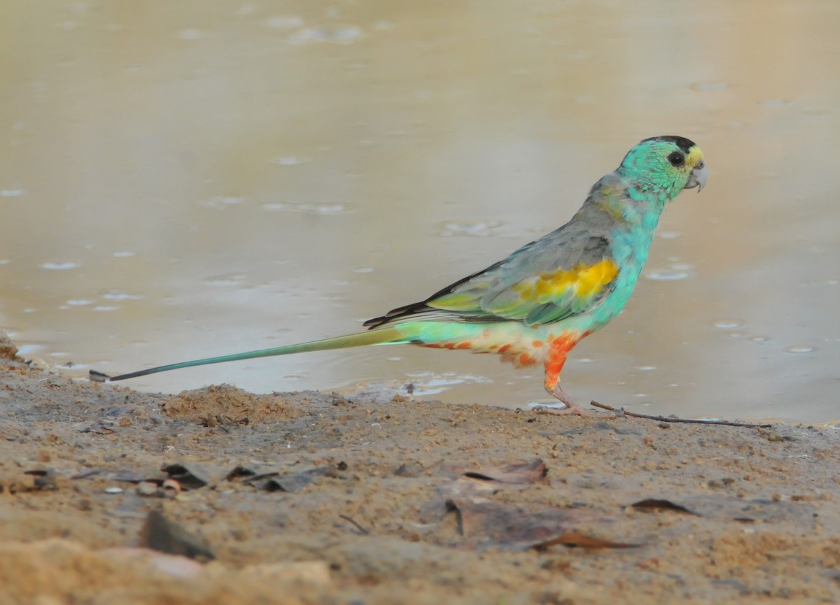 Golden-shouldered Parrot - ML633346856