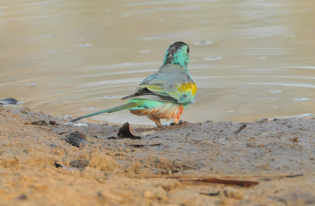 Golden-shouldered Parrot - ML633346857