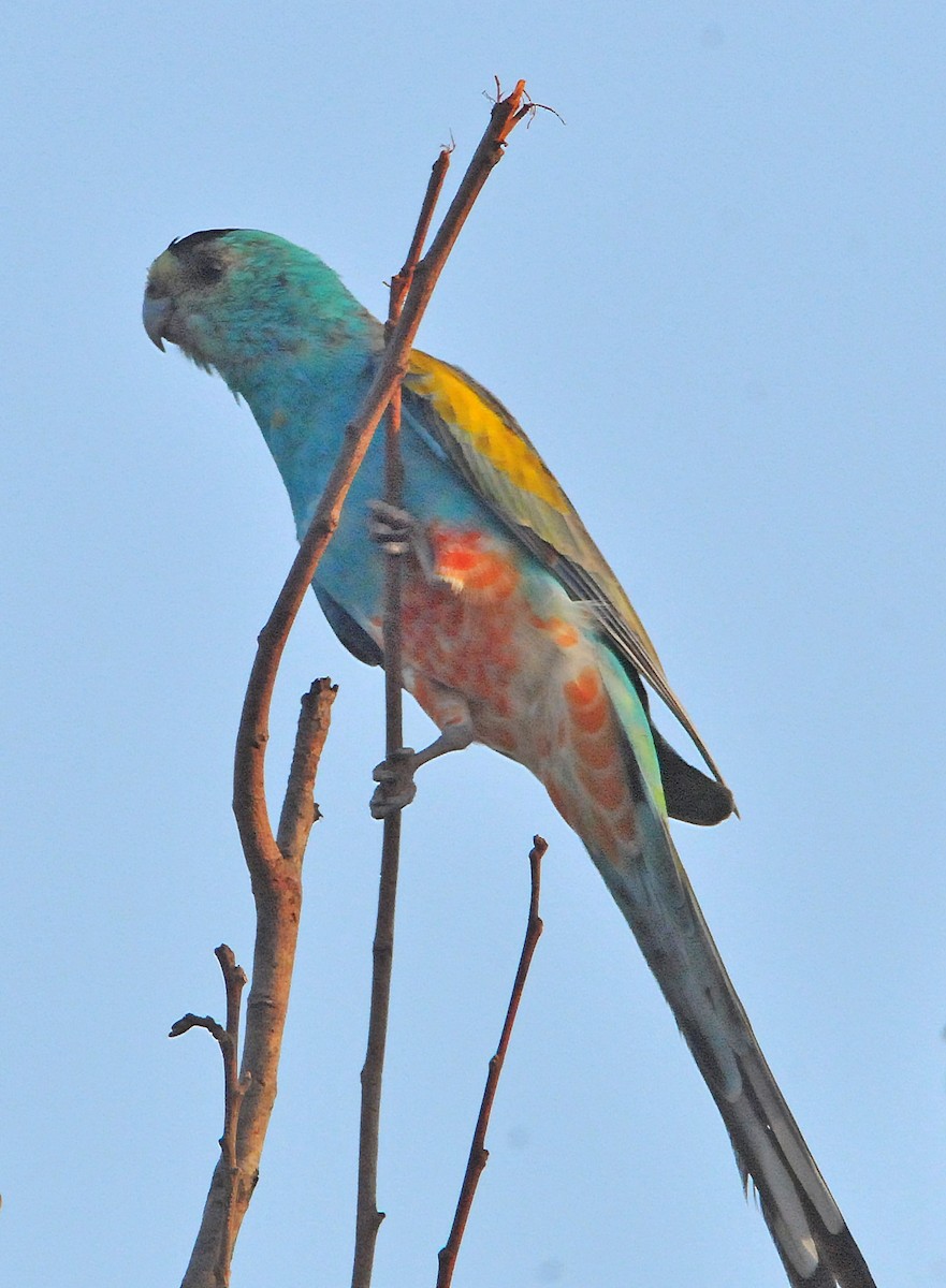 Golden-shouldered Parrot - ML633346859
