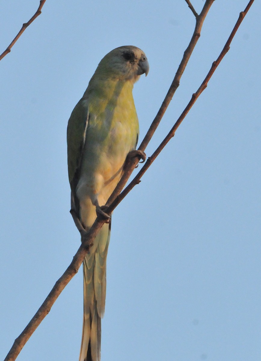 Golden-shouldered Parrot - ML633346860