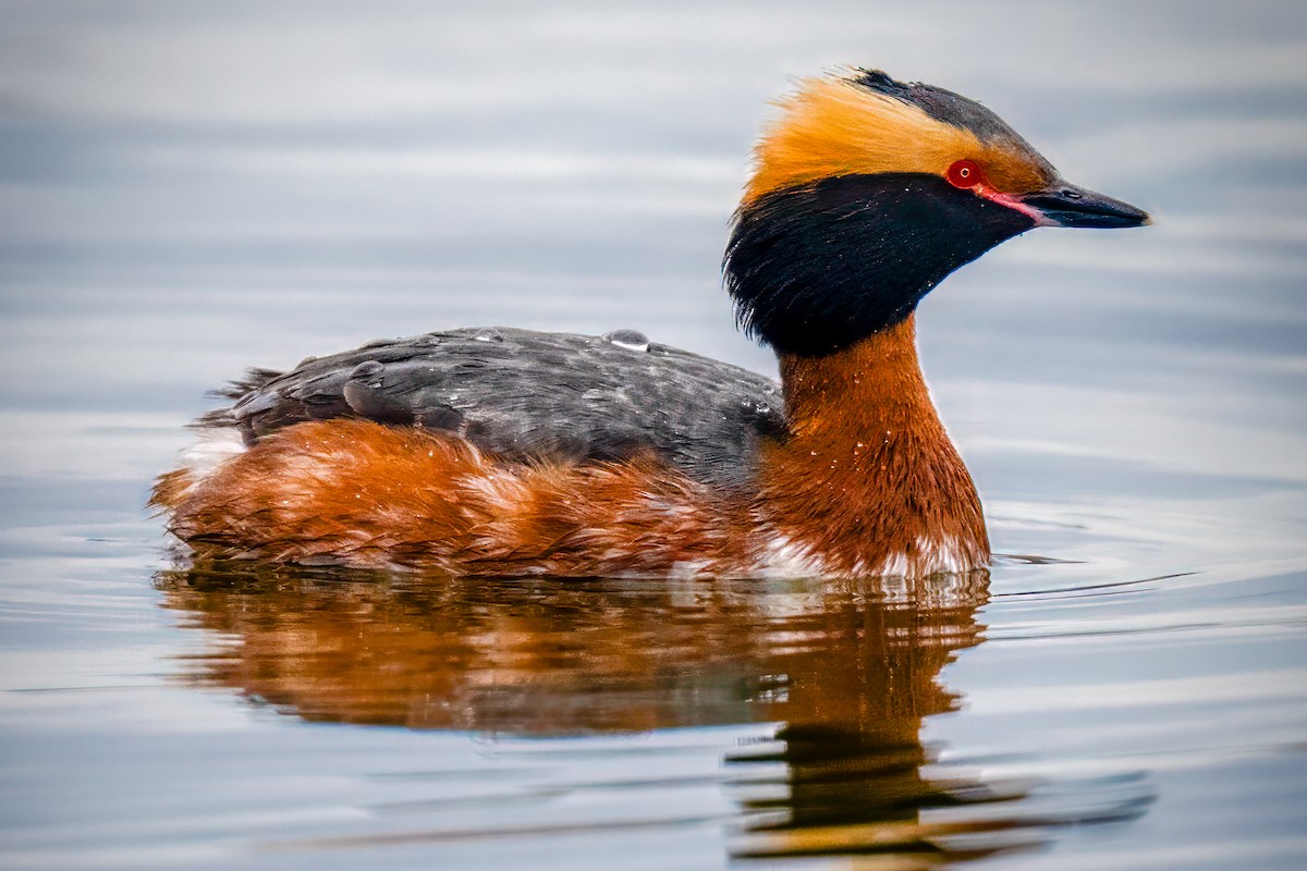 Horned Grebe - ML633346888