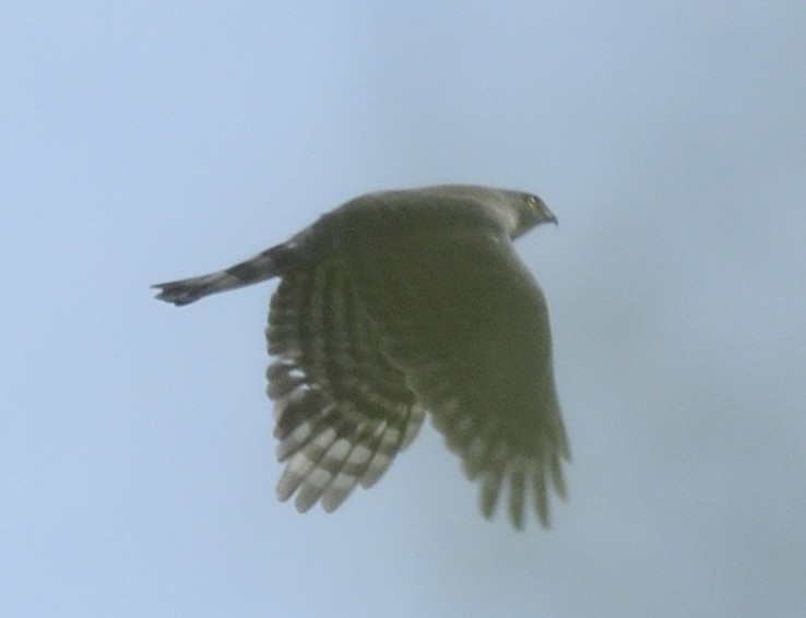 Eurasian Sparrowhawk - ML633346986