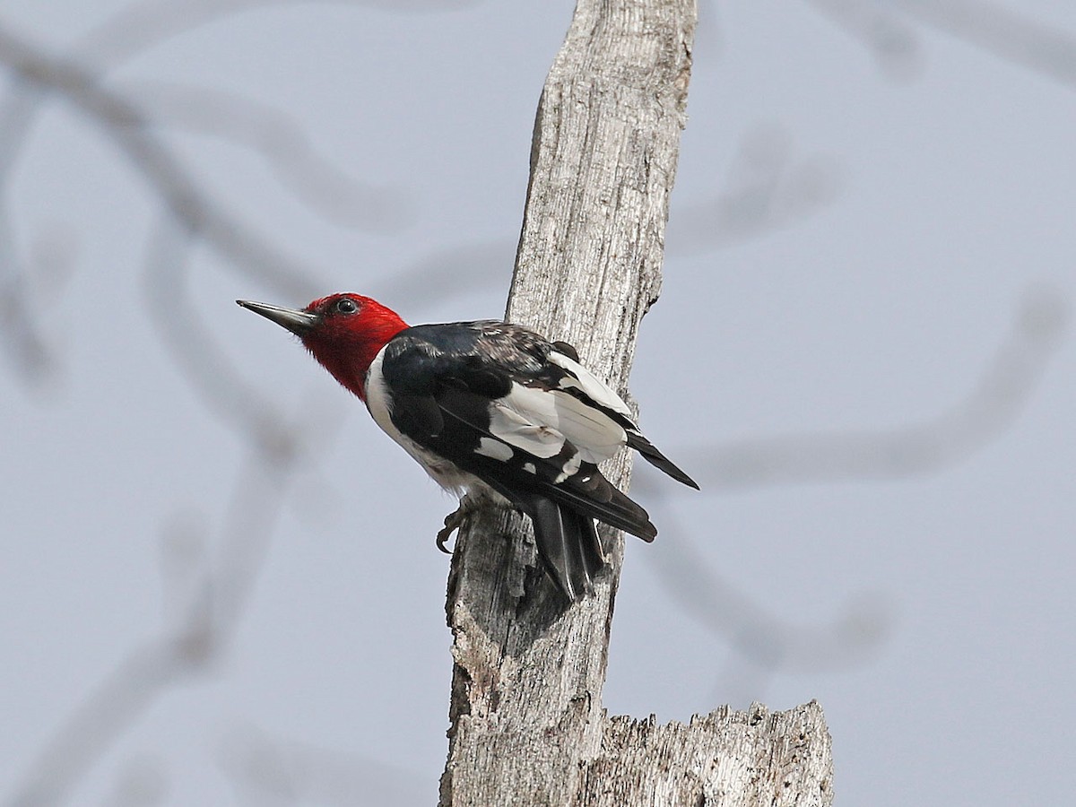 Pic à tête rouge - ML633347060