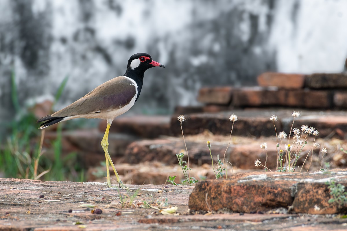 Red-wattled Lapwing - ML633347078
