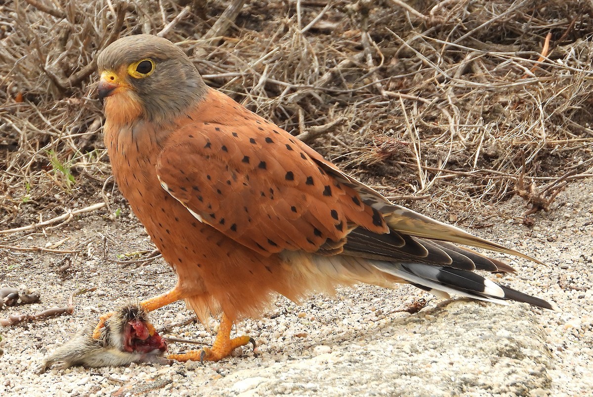Rock Kestrel - ML633347085