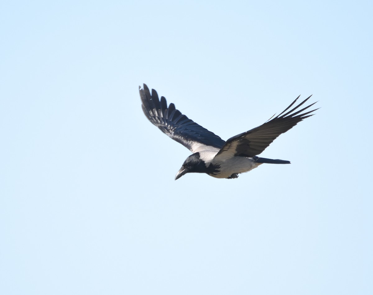 Hooded Crow - ML633347102