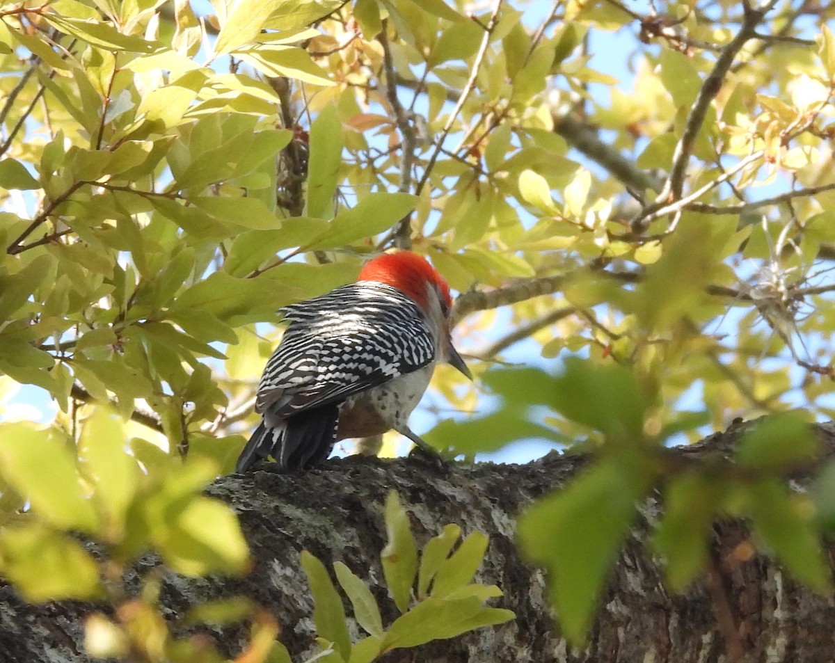 Red-bellied Woodpecker - ML633347103