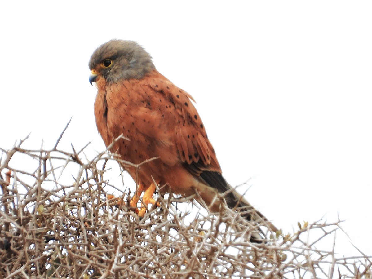 Rock Kestrel - ML633347105