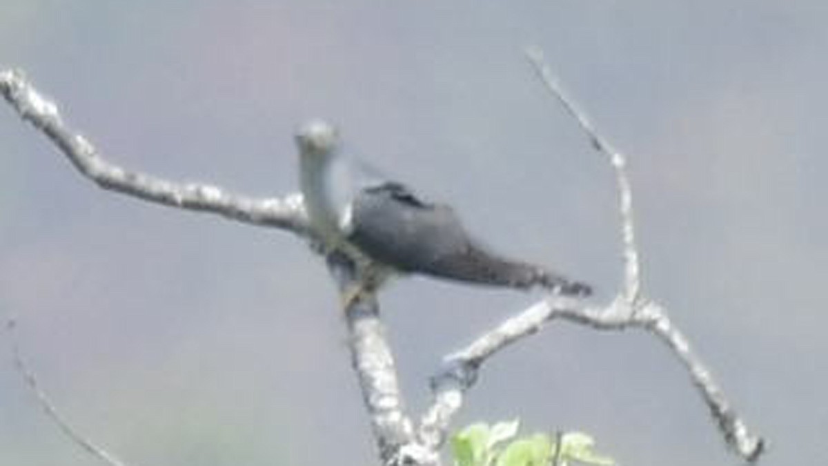 Himalayan Cuckoo - ML633347110