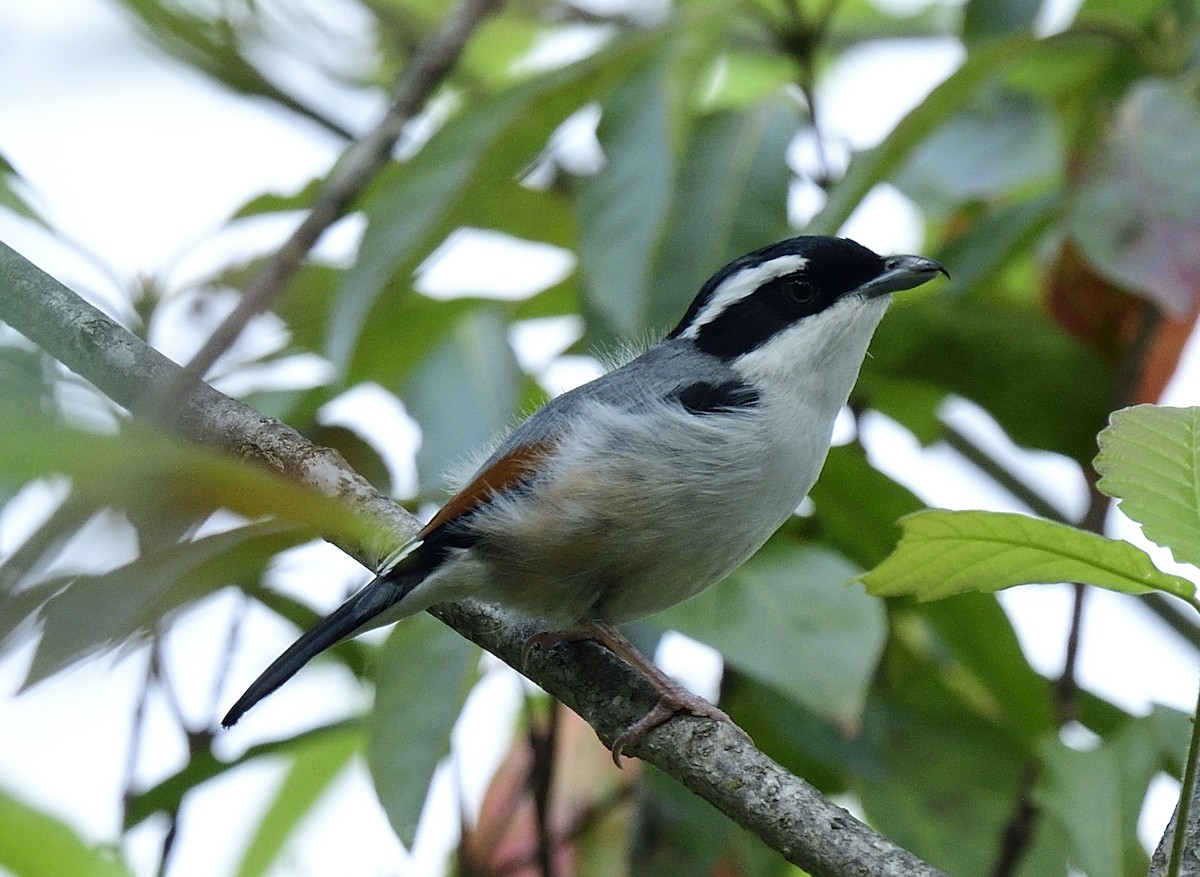 White-browed Shrike-Babbler - ML633347127