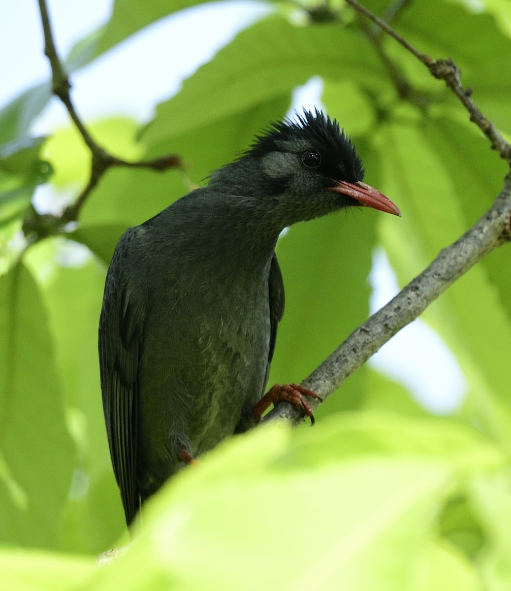 Black Bulbul - ML633347131
