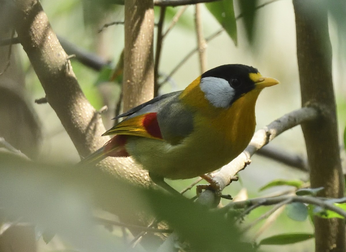 Silver-eared Mesia - ML633347138