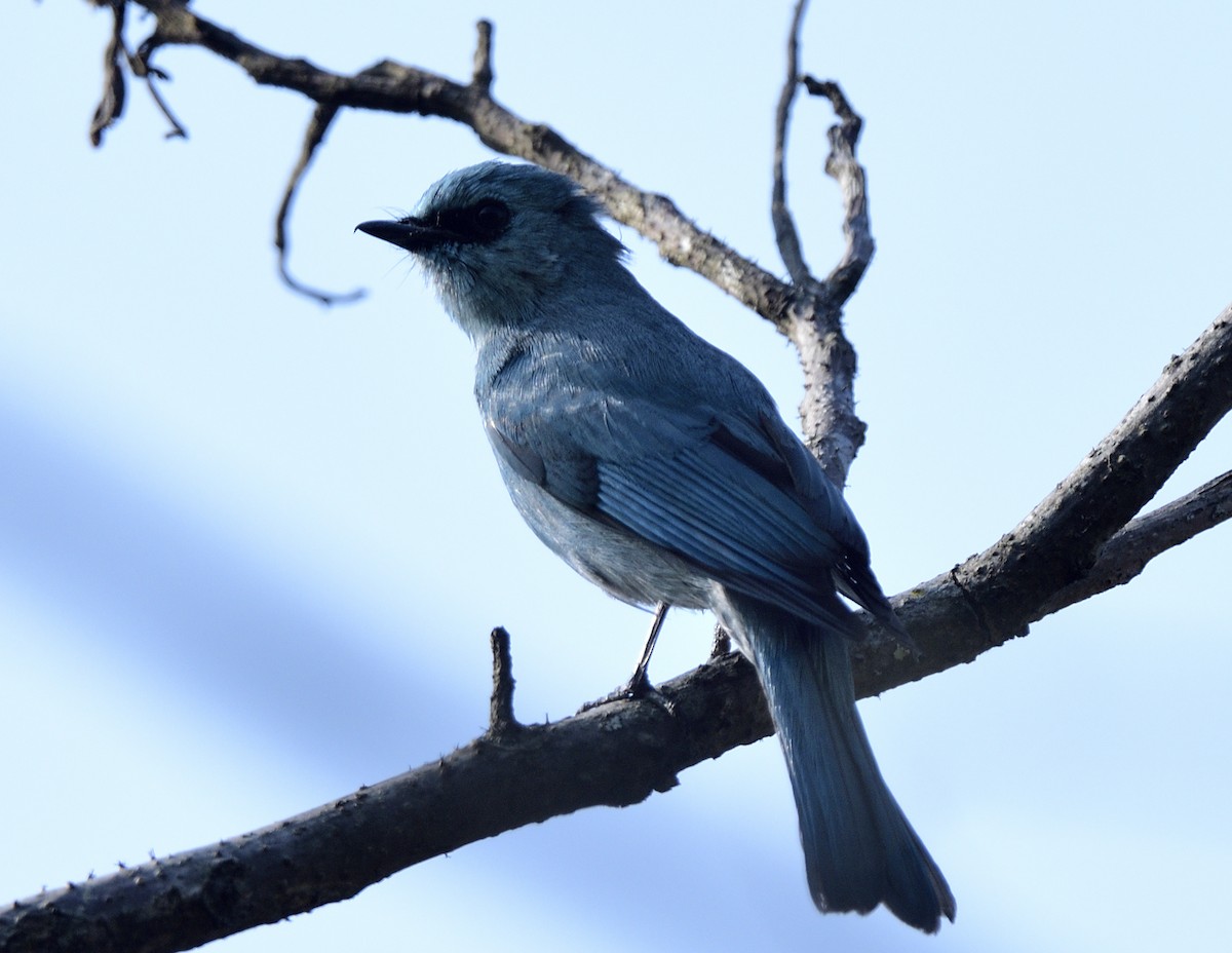 Verditer Flycatcher - ML633347144
