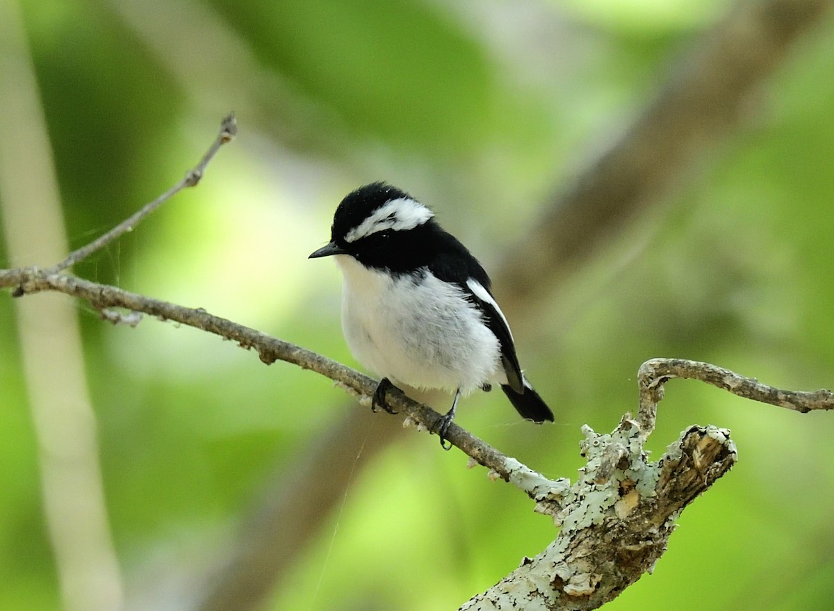 Little Pied Flycatcher - ML633347149