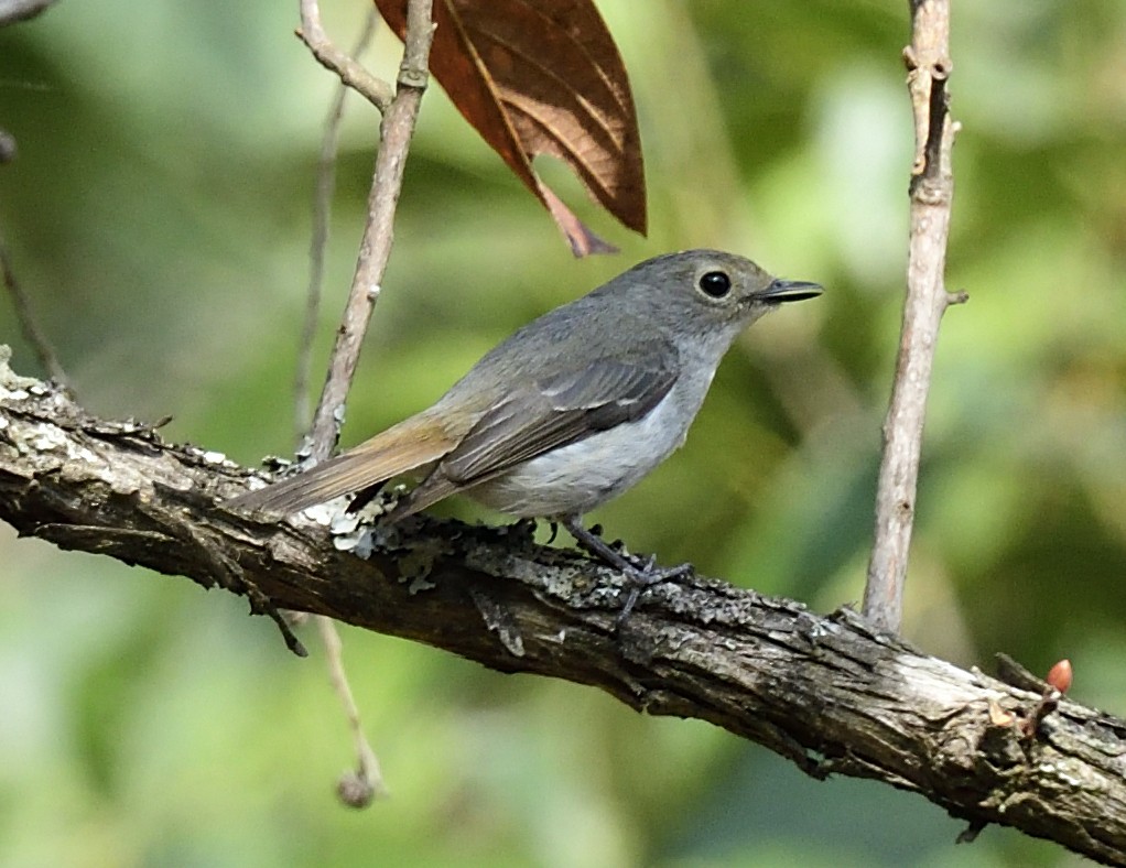 Little Pied Flycatcher - ML633347152
