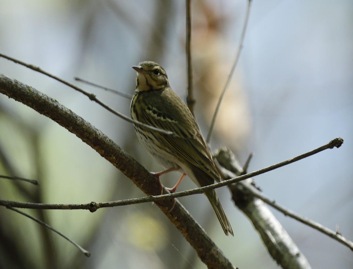 Olive-backed Pipit - ML633347159