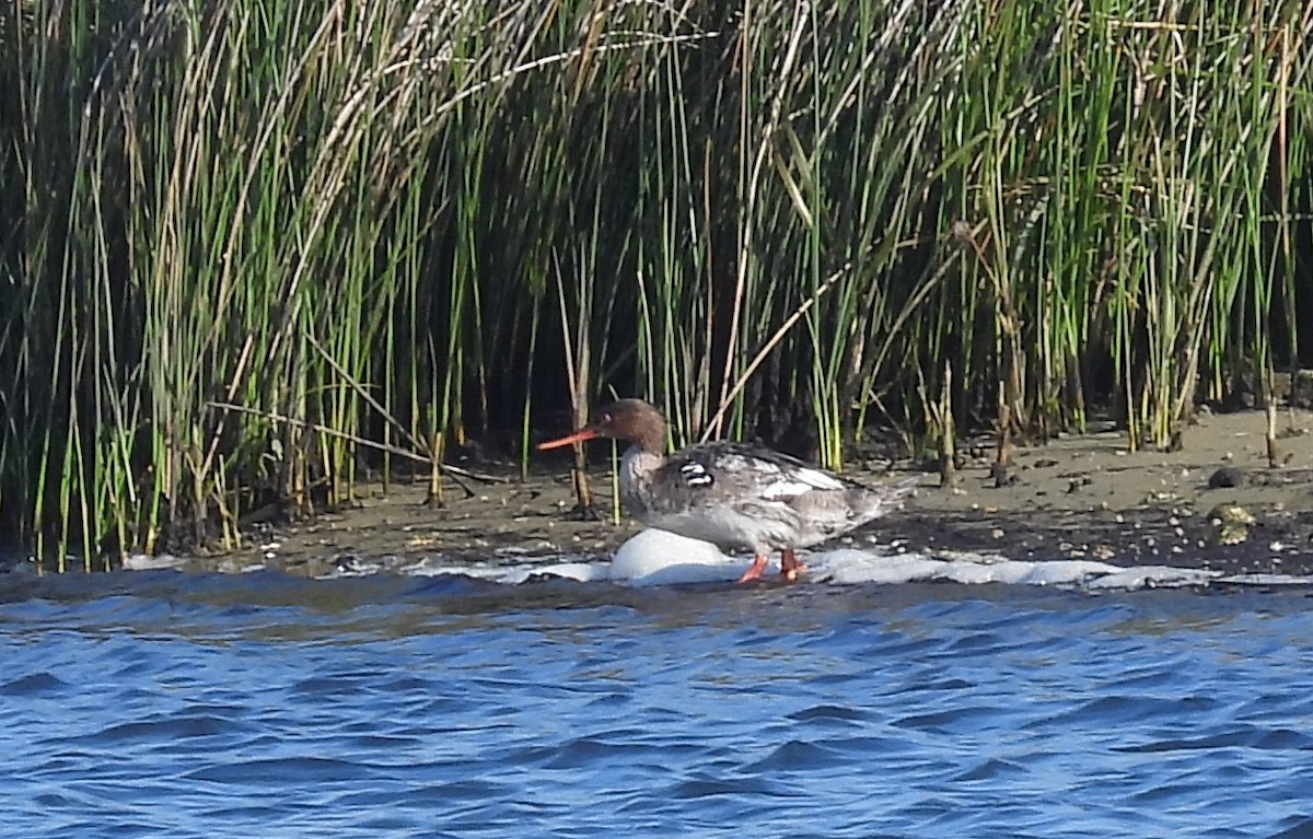 Red-breasted Merganser - ML633347178