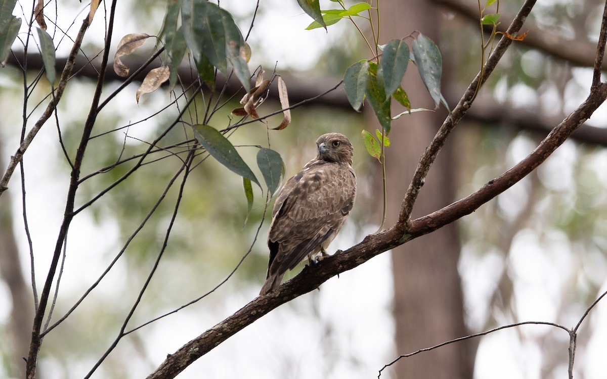 Madagascar Buzzard - ML633347194