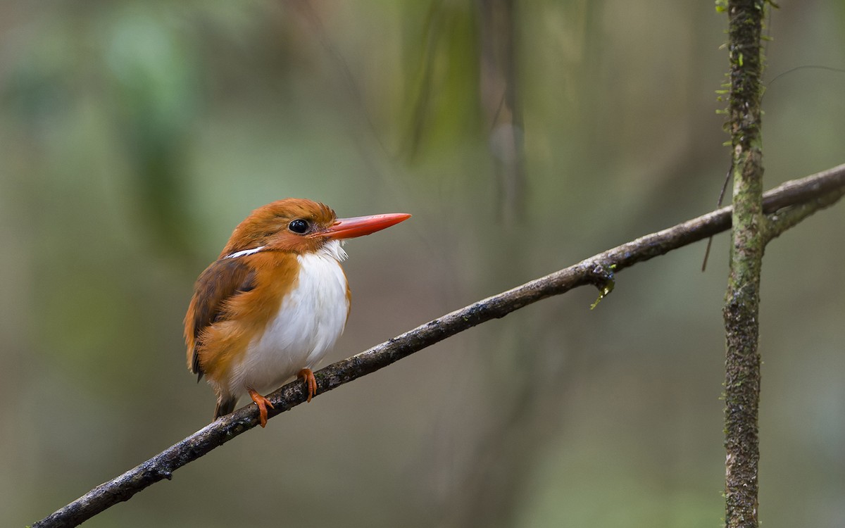 Martin-pêcheur malgache - ML633347198