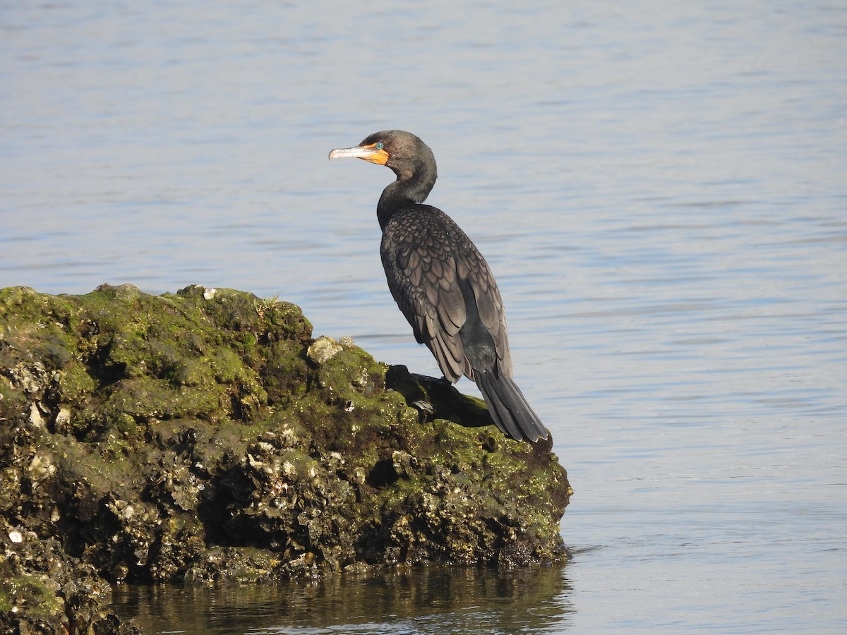 Double-crested Cormorant - ML633347204
