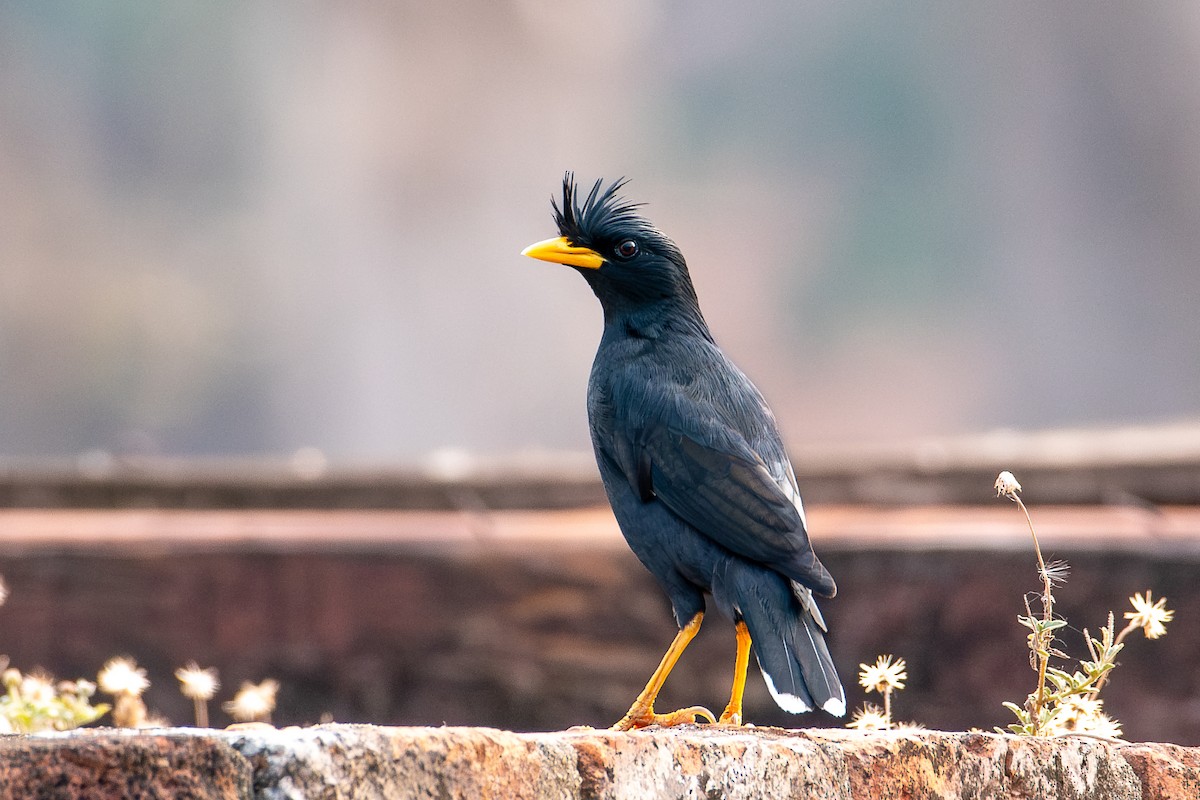 Great Myna - ML633347206