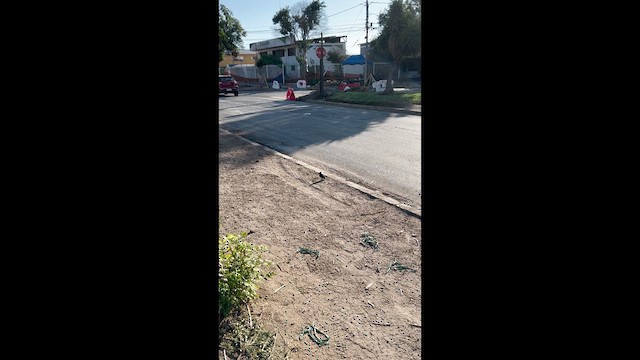 テリバネコウウチョウ - ML633347269