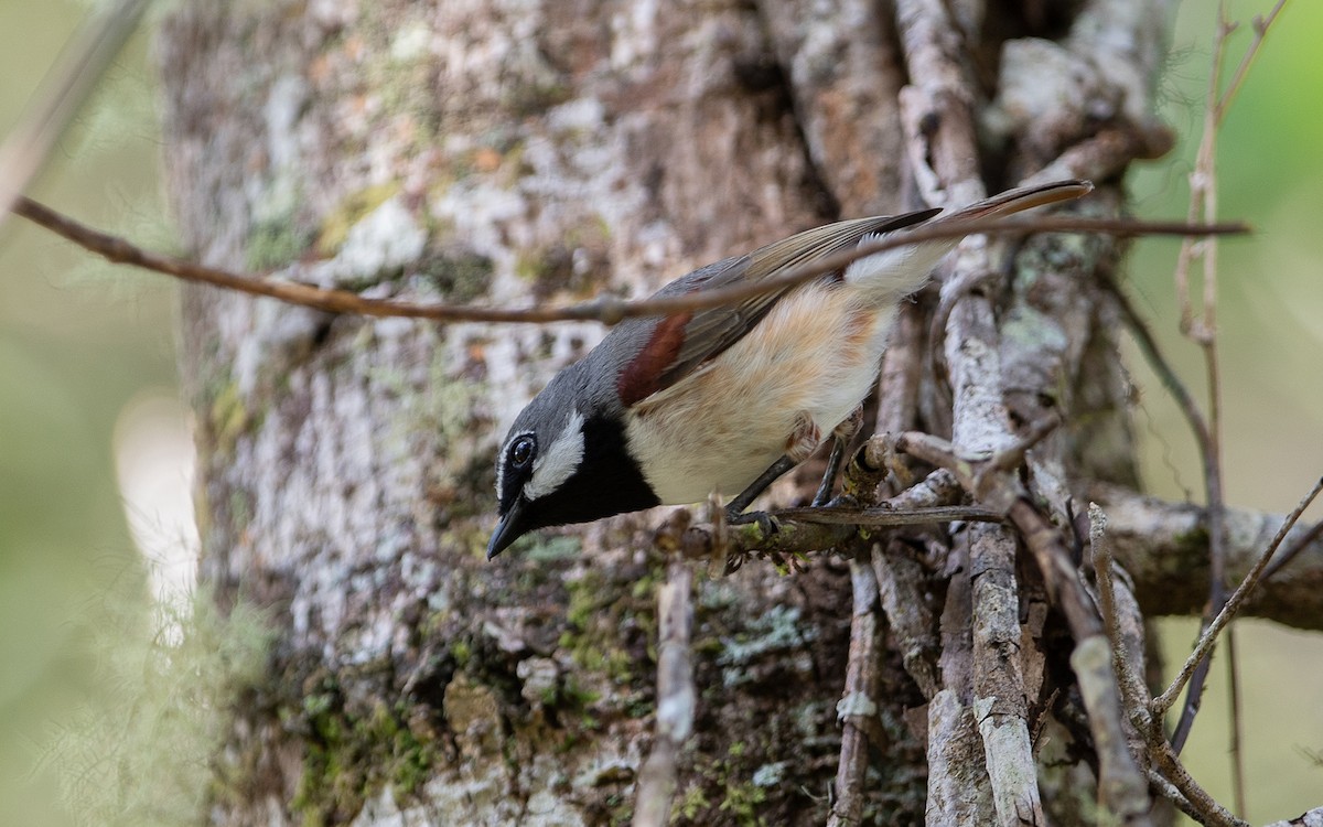 Red-tailed Vanga - ML633347277