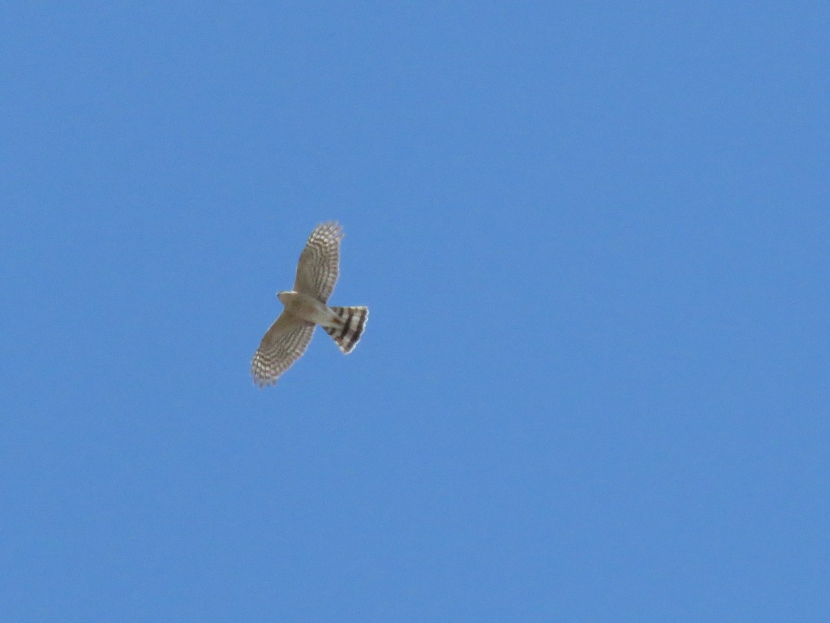 Cooper's Hawk - ML633347286