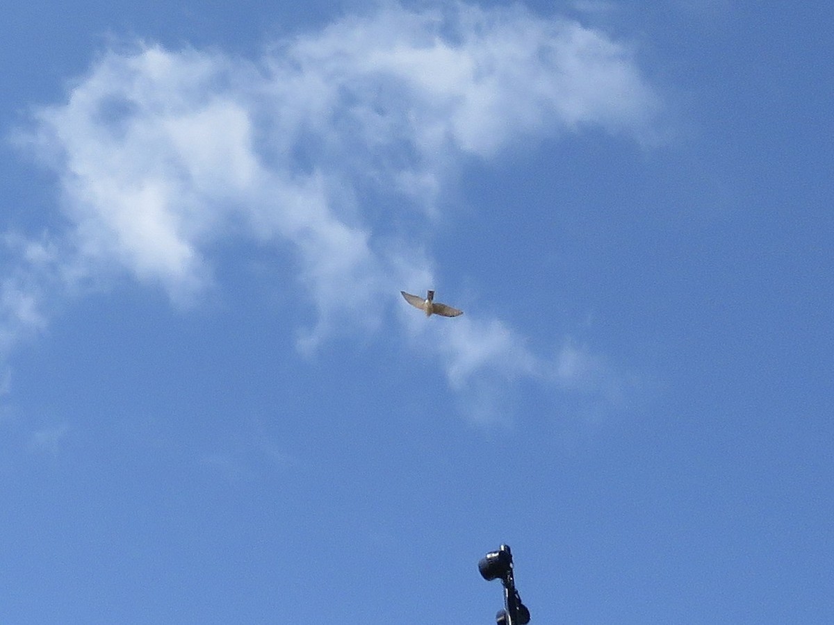 Cooper's Hawk - ML633347298