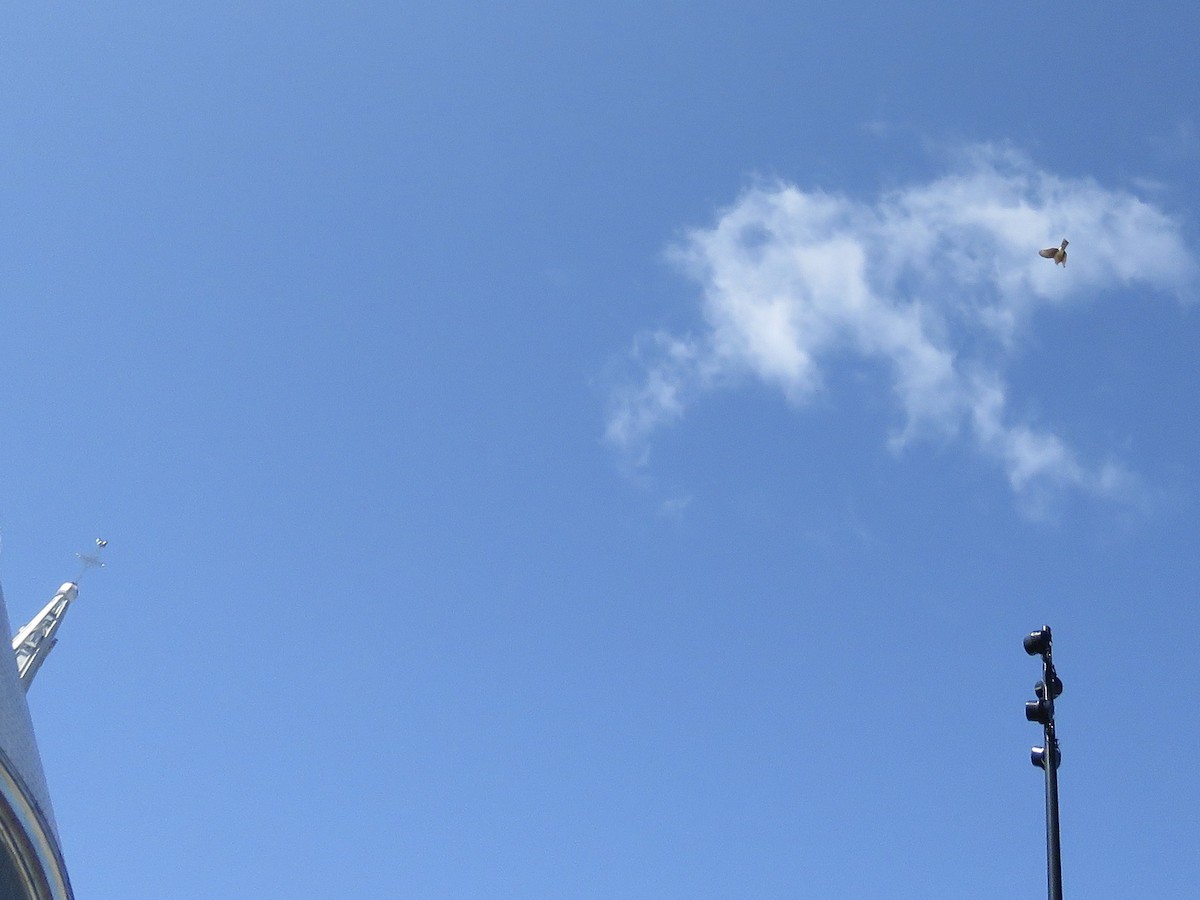 Cooper's Hawk - ML633347304