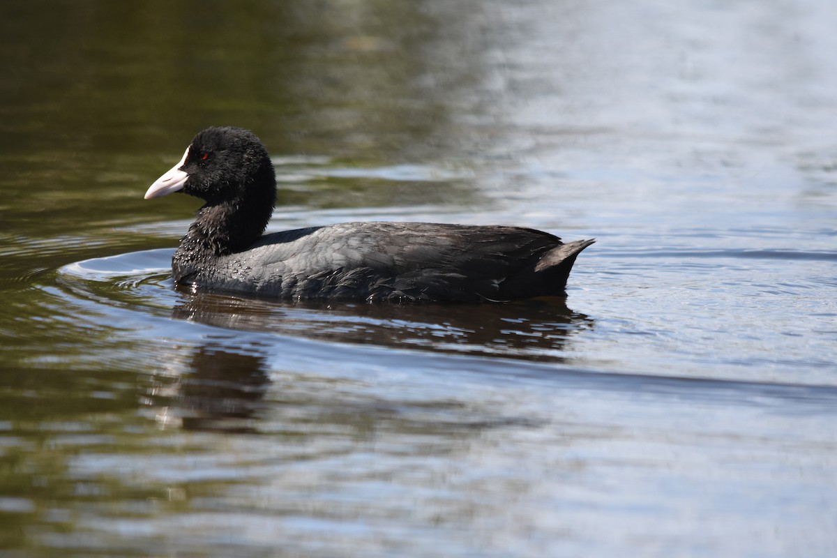 Eurasian Coot - ML633347313