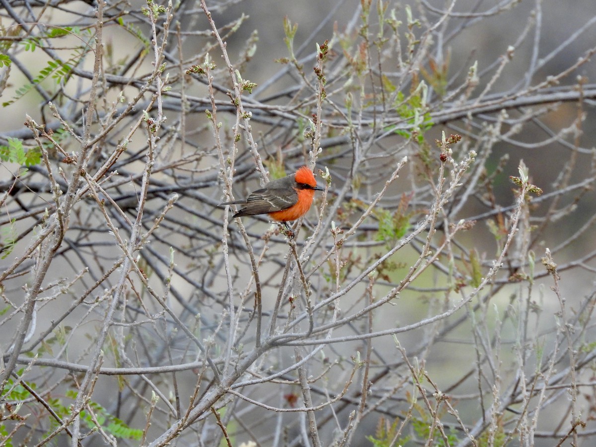 Vermilion Flycatcher - ML633347360