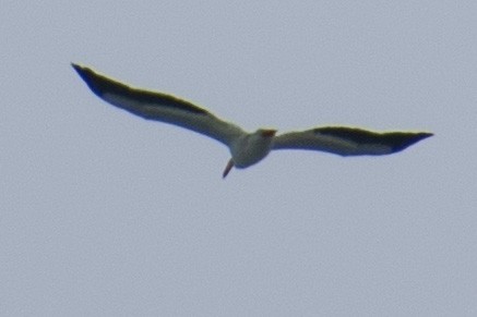 American White Pelican - ML633347368